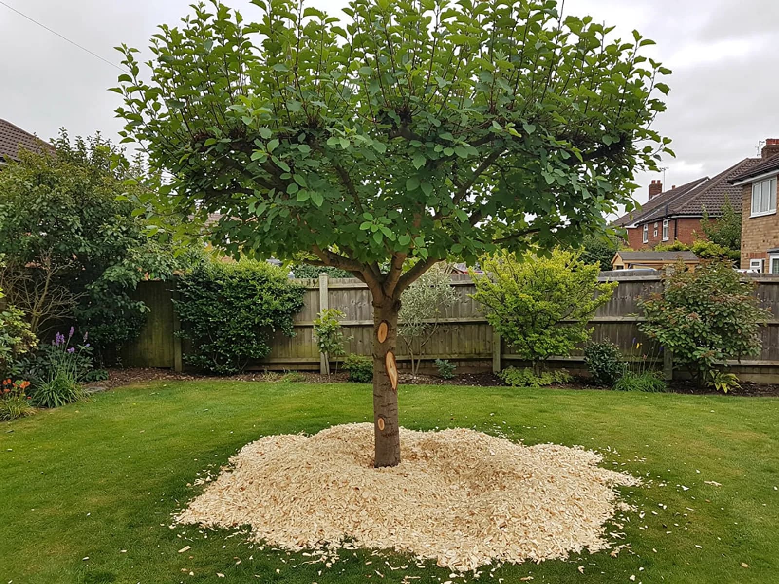Crown reduction on mature oak, Oxford